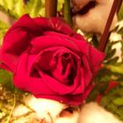 The Wild Red Rose