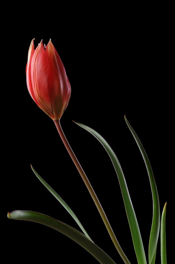 The Wild Tulip 3