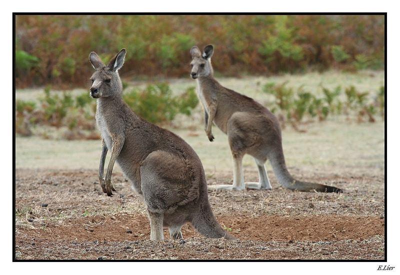 The Wildlife in Australien