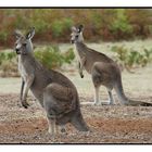 The Wildlife in Australien