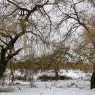The Willows in Winter