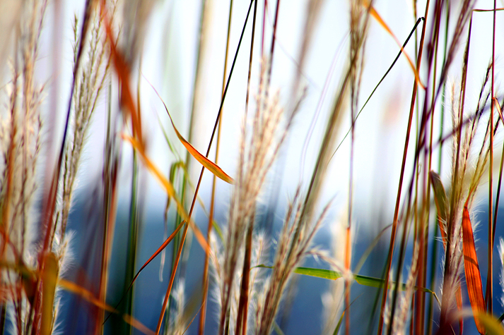 The wind among the reeds...