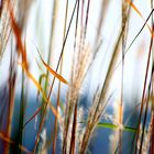 The wind among the reeds...