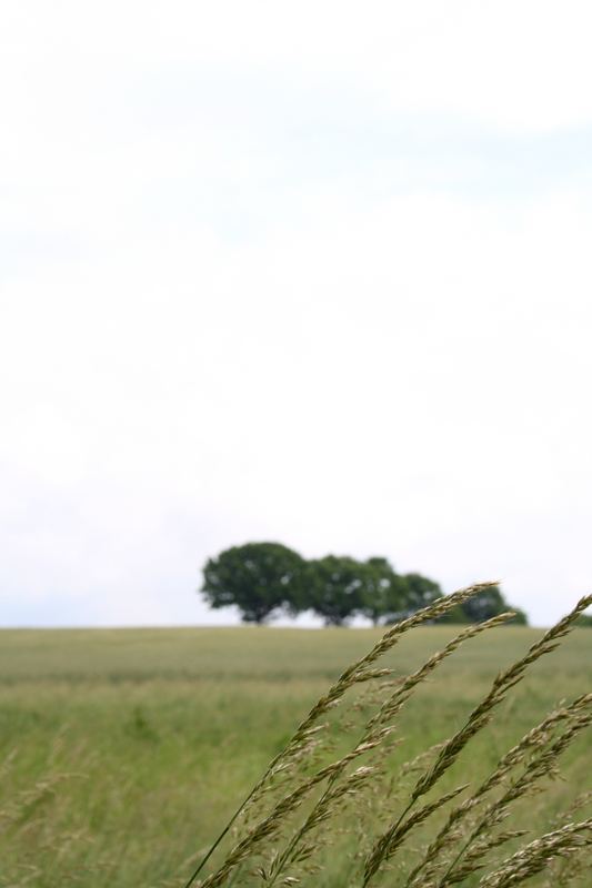 The Wind Cries Mary