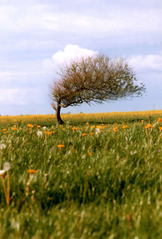  the wind cries mary