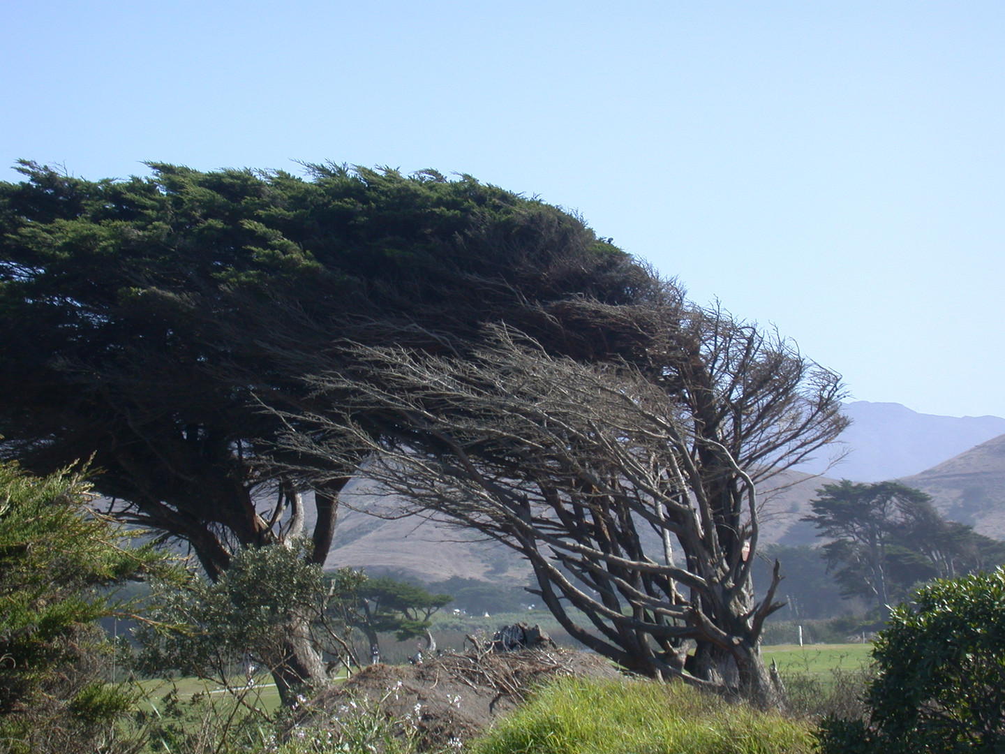 The wind in her hair