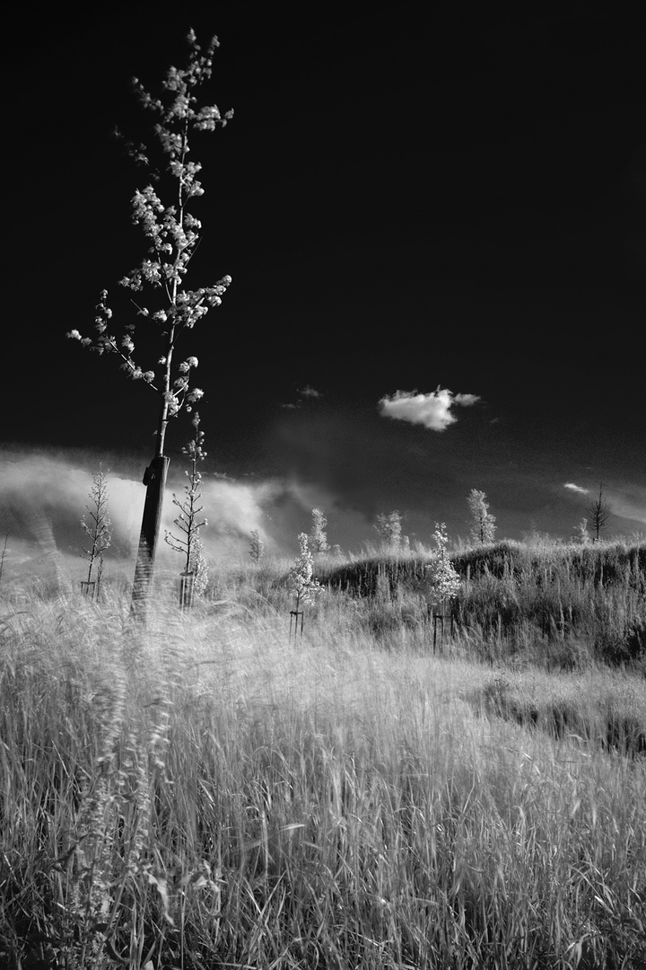 the wind in the youg park