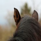 "The wind of heaven is that which blows between a horse's ears."