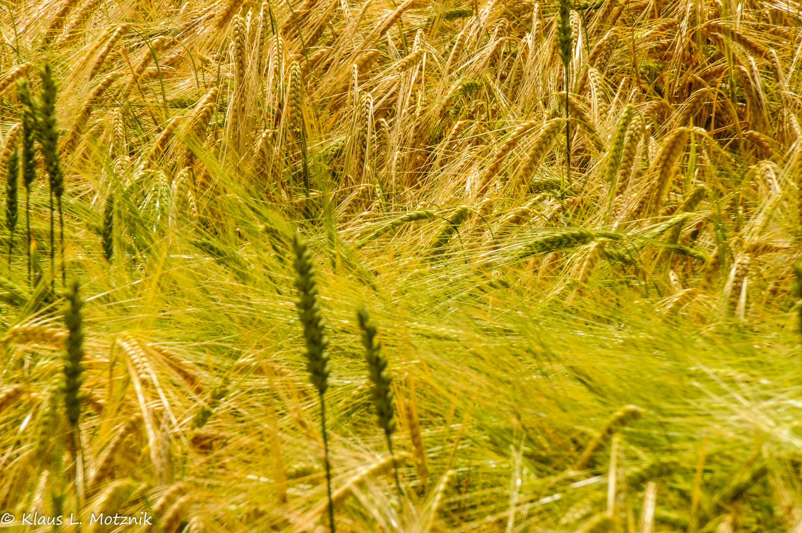 The wind that shakes the barley...