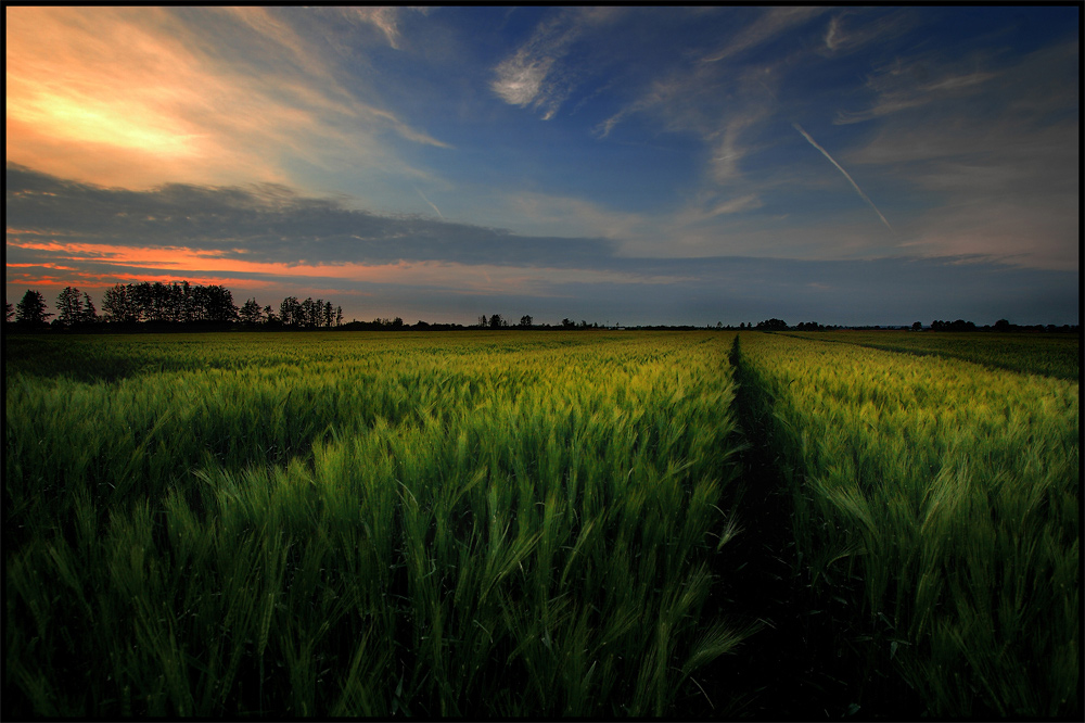 The Wind That Shakes The Barley