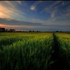 The Wind That Shakes The Barley