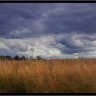 The Wind that Shakes the Barley