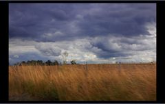 The Wind that Shakes the Barley