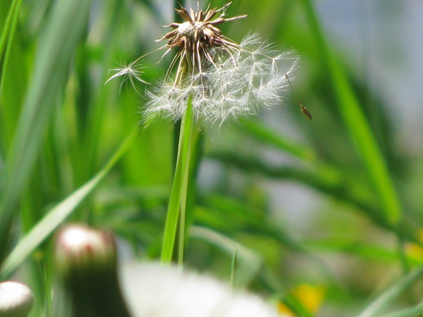 the wind , the heavenly child