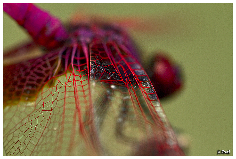 The wing of a dragonfly