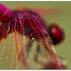 The wing of a dragonfly