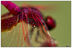 The wing of a dragonfly