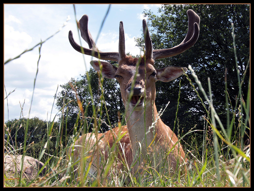 The 'winking' stag