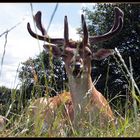 The 'winking' stag