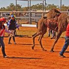 * The Winner the Jockey and the Trainer *