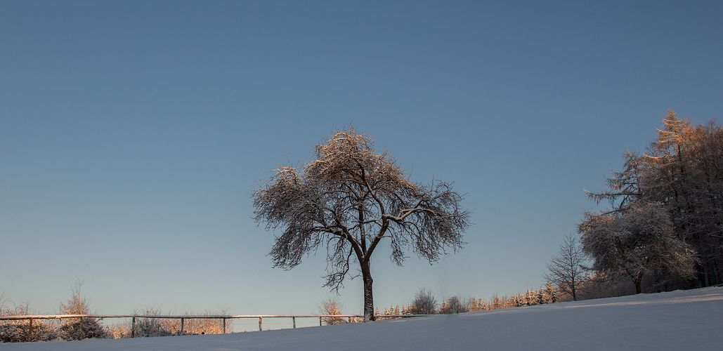 The winter tree