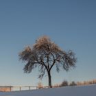 The winter tree