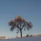The winter tree II