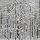 The wintry birch grove