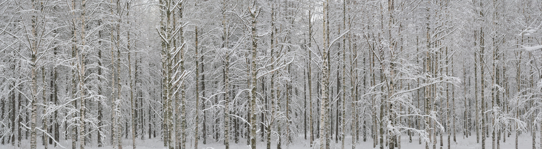 The wintry birch grove