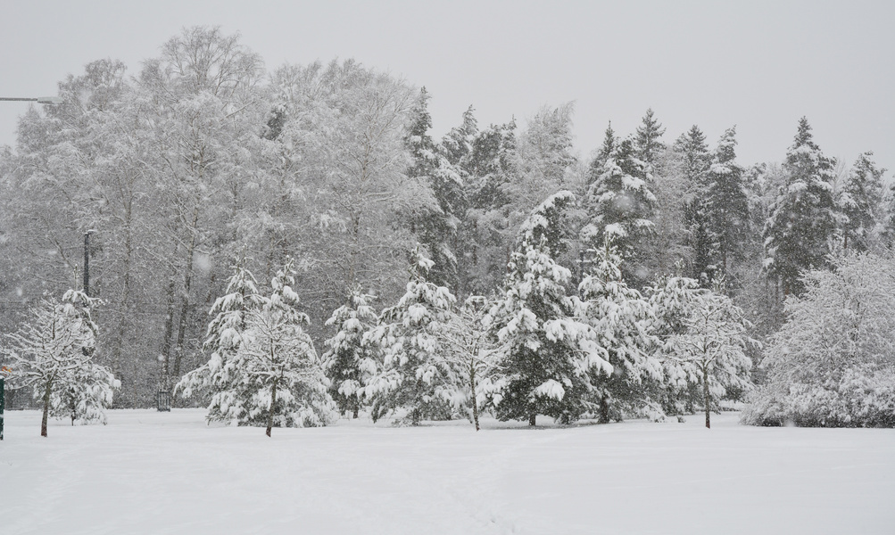 The wintry forest