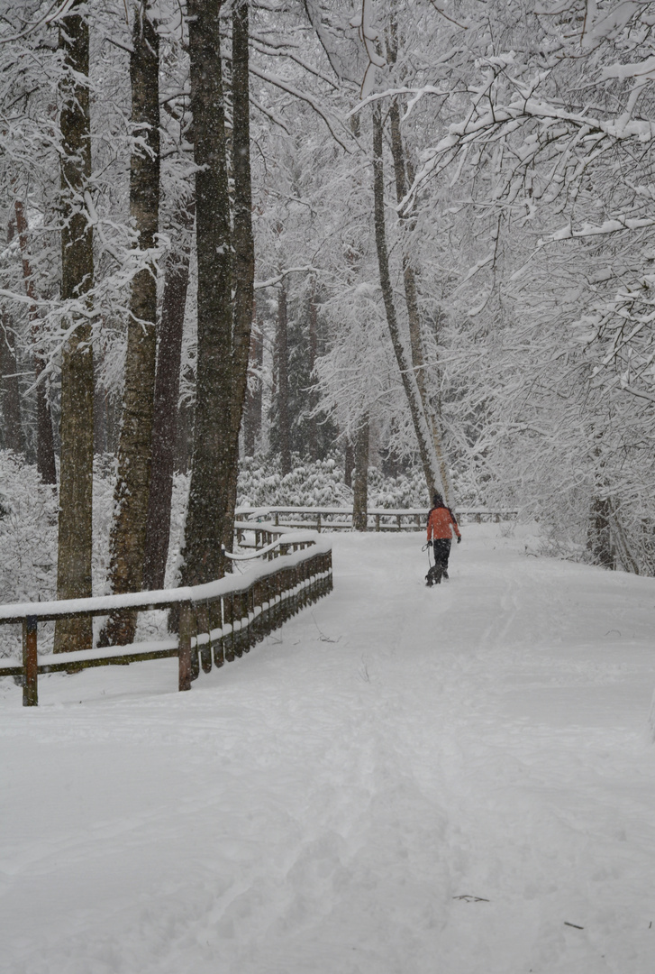 The wintry park