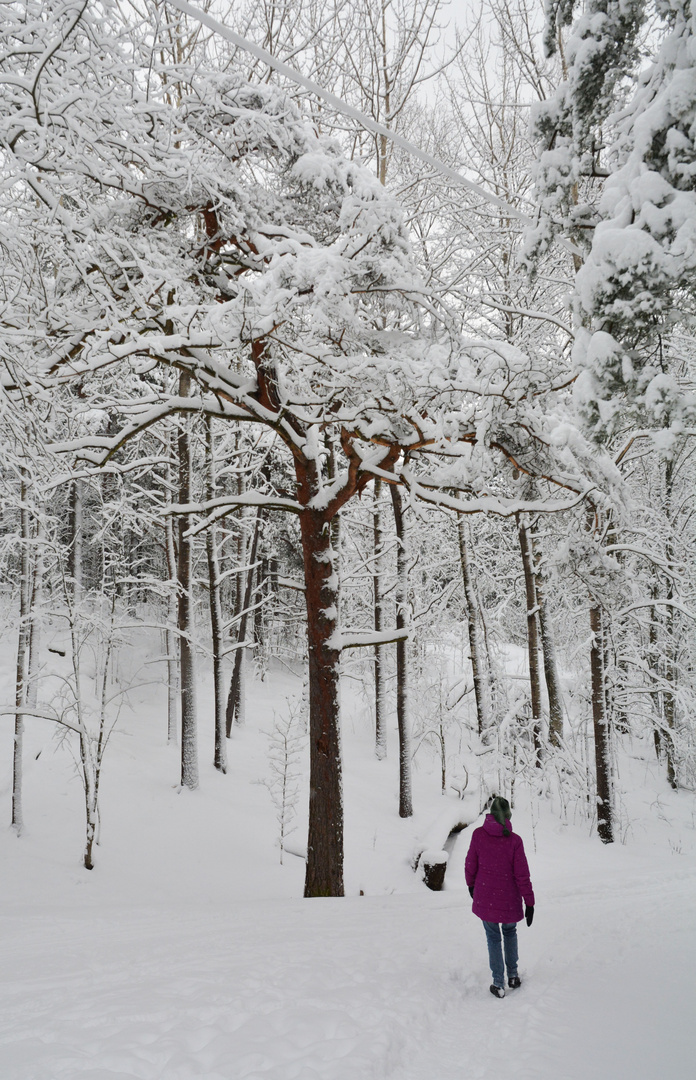 The wintry scene