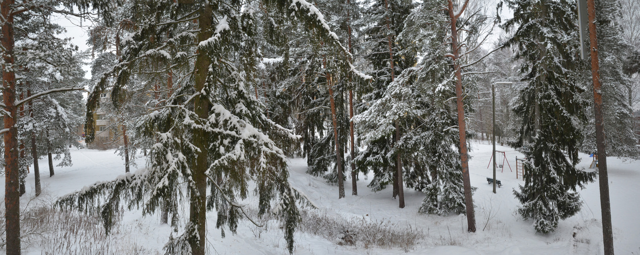 The wintry sight out our window   