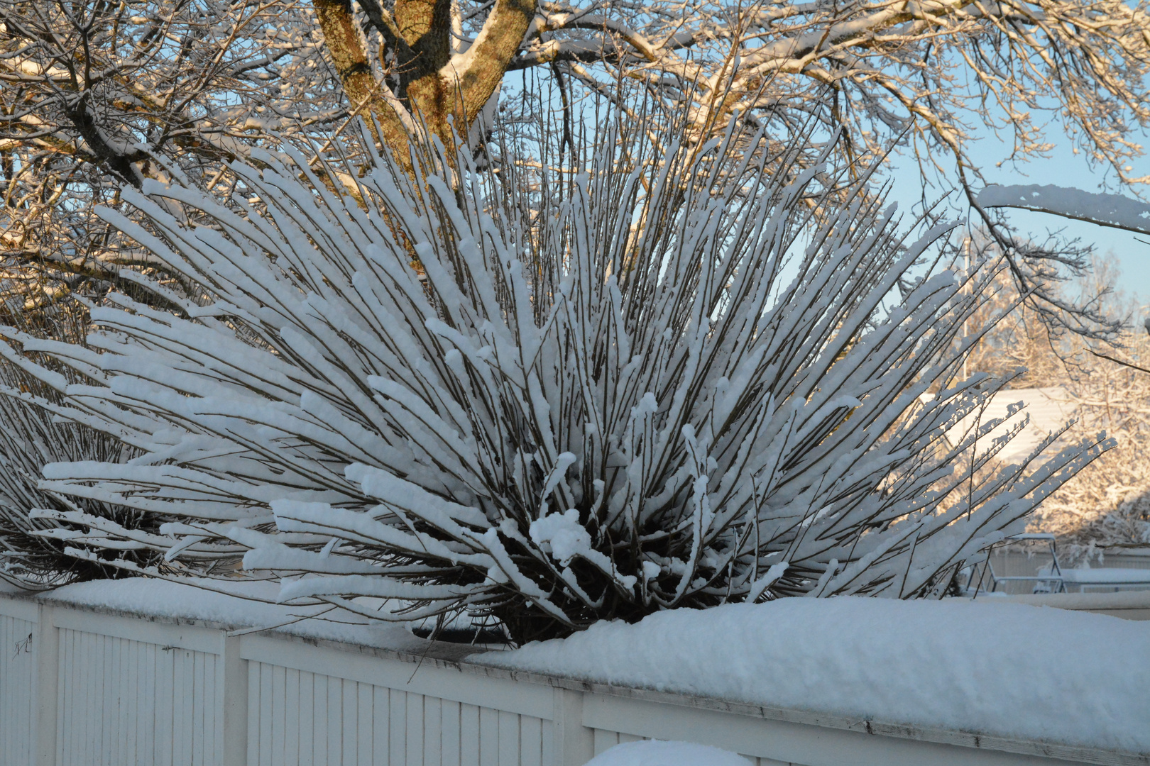 The wintry tree 