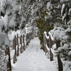 The wintry way on Rhododendron park