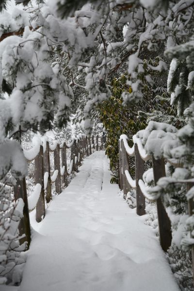 The wintry way on Rhododendron park