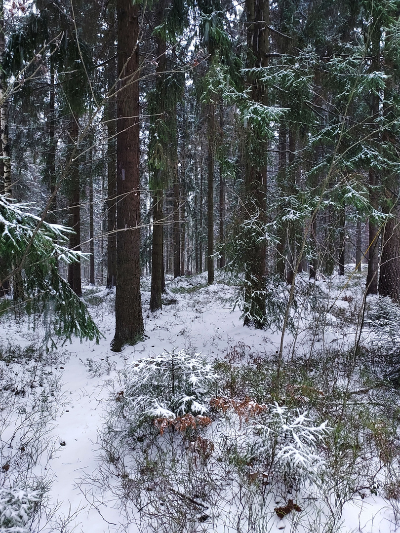 The wintry wood from 500 m my home on center park of Helsinki