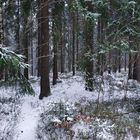 The wintry wood from 500 m my home on center park of Helsinki