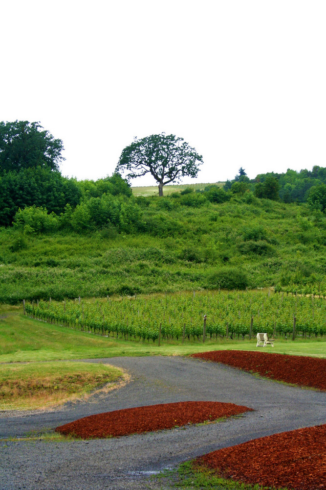 The Witness Tree