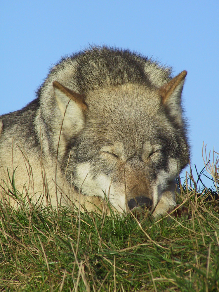 The Wolf At Rest.