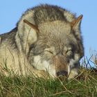 The Wolf At Rest.