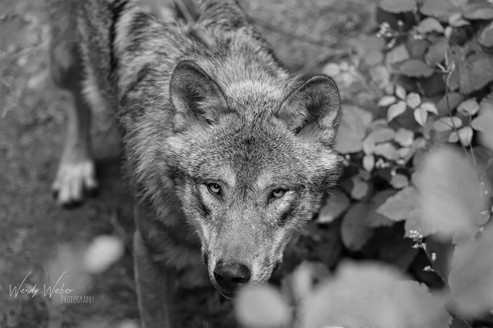 ...the Wolf hiding behind your Eyes...