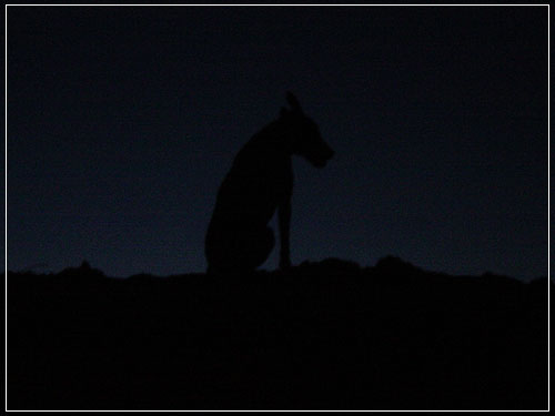 The Wolf in the darkness...