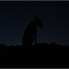 The Wolf in the darkness...