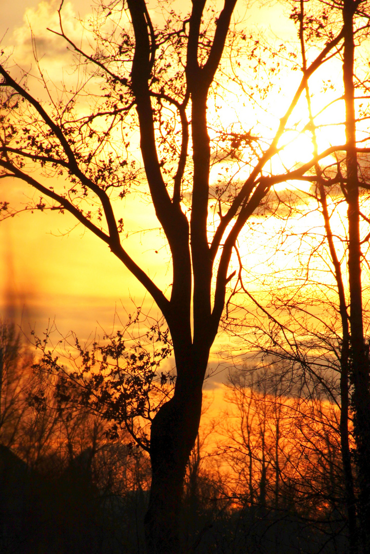 The woman in the tree