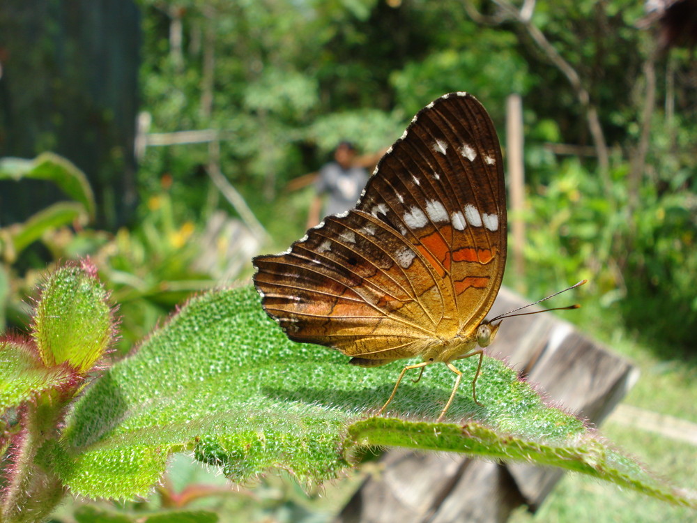 The Wonderful Butterfly looking my cammera