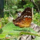 The Wonderful Butterfly looking my cammera