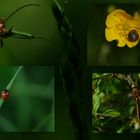 The Wonderful world of insects !