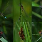 The Wonderful world of insects ! part 2