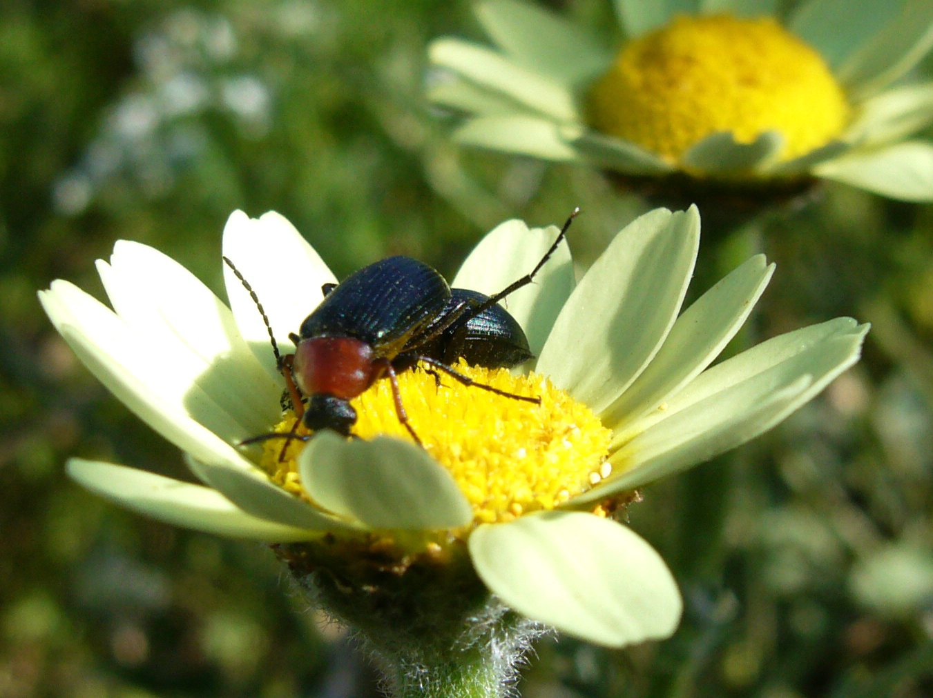 The Wonders Of Your Garden.